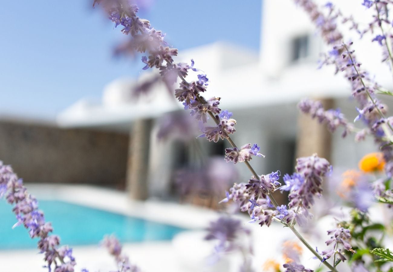 Villa in Antiparos - Dreamy 5 BDR Antiparos pool villa 